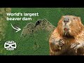 This Beaver Dam Is So Huge You Can See It From Space Climate Heroes
