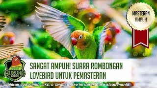 Download lagu AMPUH! Suara Rombongan Burung Lovebird Untuk Masteran mp3 Download lagu AMPUH! Suara Rombongan Burung Lovebird Untuk Masteran mp3