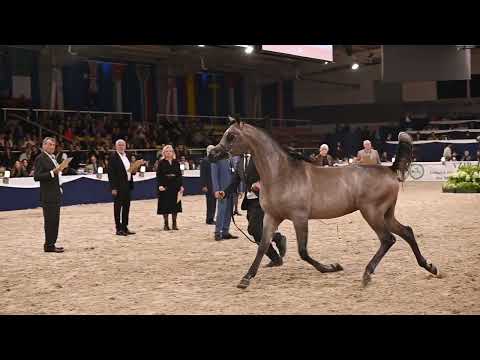 BAZ ALJASSIMYA, Breeding Opportunity - KIAHF Auction