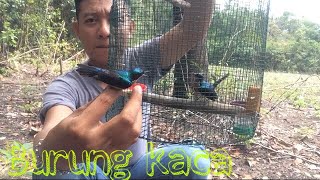 Download lagu Mikat burung kolibri wulung di hutan belinyu mp3 Download lagu Mikat burung kolibri wulung di hutan belinyu mp3