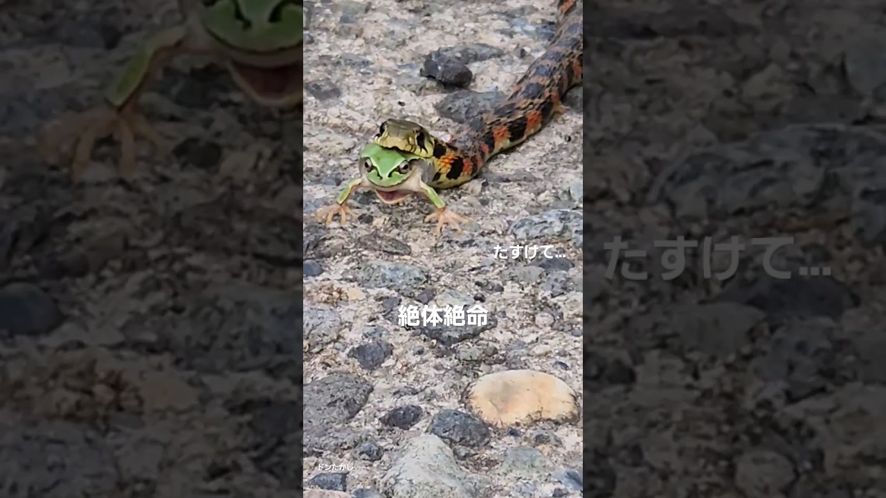 蛇に丸呑みされるカエル