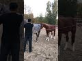 Best Wild Horses Mare Compilation of some Wild Horse Fights Video 256