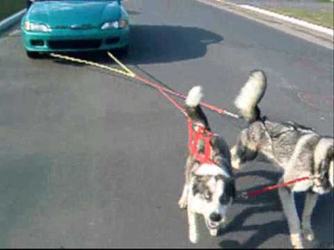 Angry Moskov and Skaya "Sled Dog Vs Honda" la puissance de honda