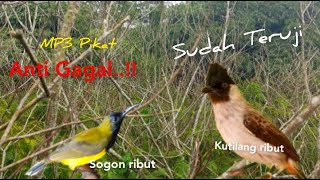 Download lagu Suara Pikat Kutilang Ribut Vs Sogon Ribut Anti Gagal mp3