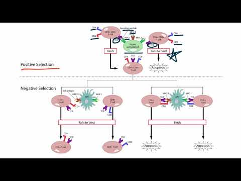 Positive and Negative Selection for the USMLE Step 1