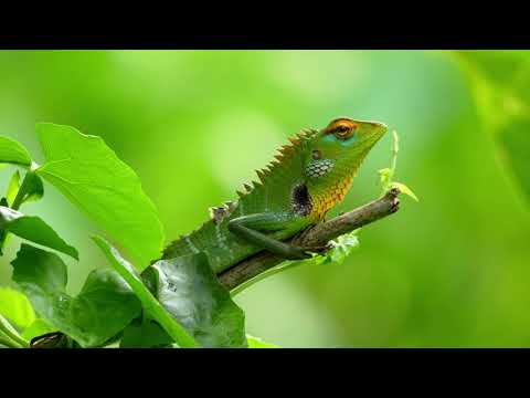 A Day in the Life of Wild Root"