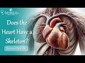 Cardiac Skeleton: Structure, Function, and Clinical Significance