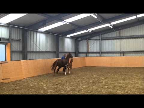 Stutfohlen von Dreidimensional AT x a.d. Dinah von Dressman x Notre Beau