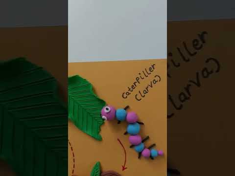 Life cycle of butterfly 🦋 || clay modelling #shorts #diy #art #project #science