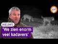 Twee wolven in park De Hoge Veluwe doden moeflons, reeën en edelherten | Omroep Gelderland
