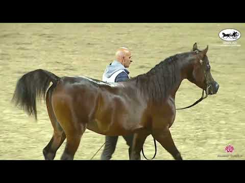 N 162 ASAYEL RAHEEB   KPAHS Straight Egyptian Show 2023   Stallions 7+ Years Old Class 10