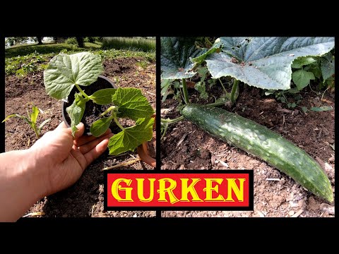 , title : 'Gurken anbauen Freiland 🥒🥒 Gurken-Mais-Beet 🌾🌽 Gurkenzucht im Garten  Aussaat bis Ernte 🥒 Salatgurke'