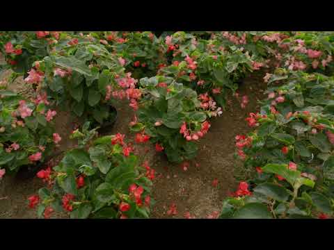 mixkit small flowering plants in a nursery 43709