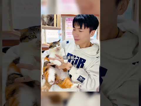 Diễn viên mèo