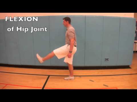 B.1.4 Compare movements of the hip joint and knee joint