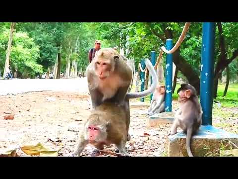 Amazing Monkey meeting
