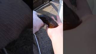 Have you ever seen a lampry bite? | #lamprey #ontario #invasive