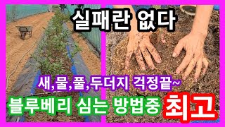 실패없는 블루베리 키우기 완전 고급기술~풀,새,물,두더지 걱정끝.블루베리 재배방법,분갈이 전원일기 귀농귀촌 …