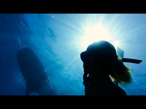 FREEDIVING with Whale Sharks and a White Leopard Shark ! // Back on Youtube after 6 months away . .