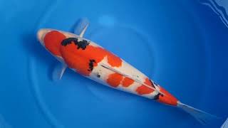 video van Meerstaps Sanke SA-V23-0212