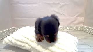 ミニチュアダックスの動画01