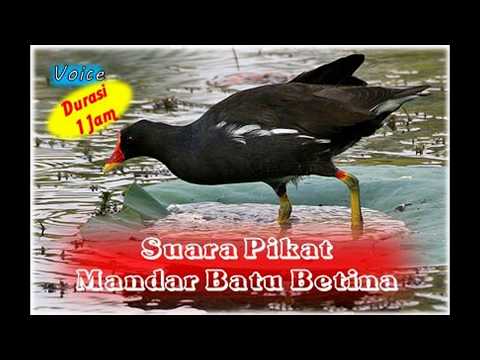 download lagu mp3 mp4 Suara Burung Mandar Sawah, download mp3 Suara Burung Mandar Sawah free download mp3, download mp3 Suara Burung Mandar Sawah