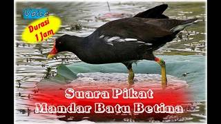 Download lagu Suara Mandar Batu Betina Untuk Pemikat - 1 JAM mp3