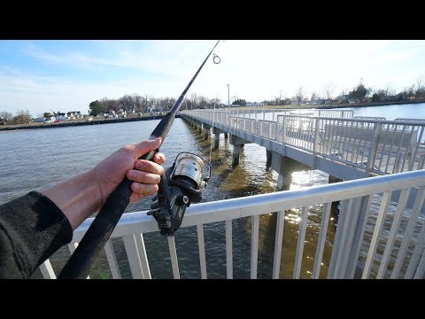 The EASIEST Way to Catch Fish from a Pier! Saltwater Cheat Code!!