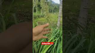 Download lagu bunga serai | kembang serai 2023 mp3