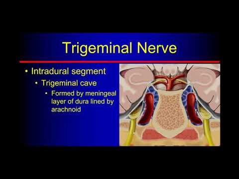 Trigeminal Nerve
