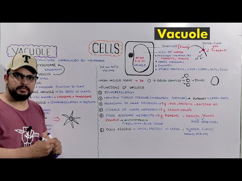 Vacuole: Types and Functions of Vacuole (Plant Central Vacuole) Detailed Series