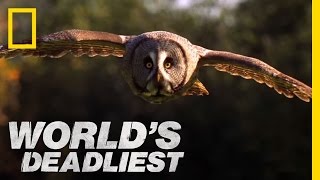 World's Deadliest - Super-Hearing Helps Owl Hunt