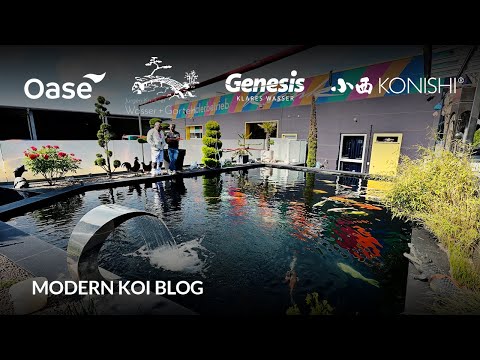 Modern Koi Blog #6009 - Steffens gewaltiger 110.000 Liter Riesenkoiteich