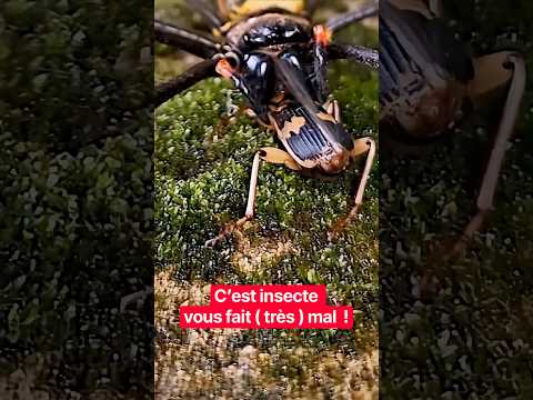 C’est INSECTE vous fait ( très ) mal ￼!😨 #animaux #animal #insolite #animals #faitsinteressants