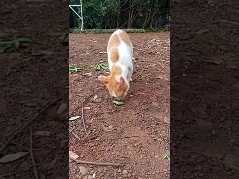 Cats catch worms.