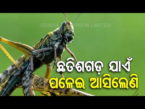 Locust Swarms Enter Chhattisgarh's Koriya District