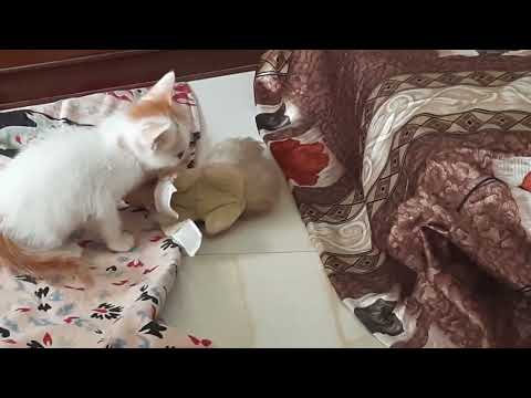 Hunter Cat hunting toy.