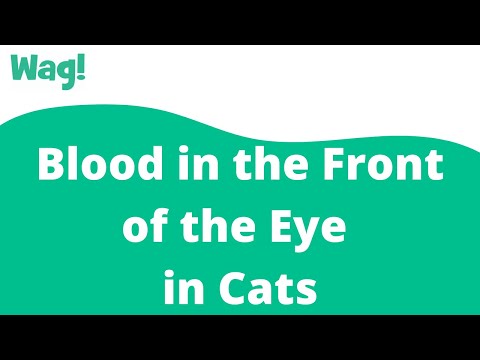 Blood in the Front of the Eye in Cats | Wag!