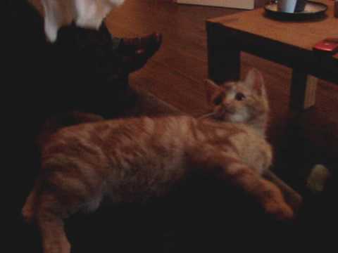 Aoife Ryans Cat Rua....versus The Paper Bag.