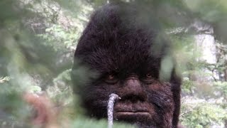 PhD’s “Astounded” by Sasquatch videos and Proof of Bigfoot