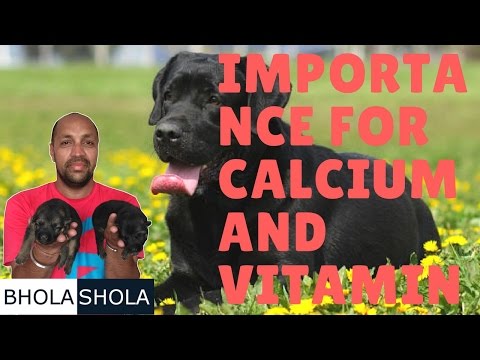 Pet care - importance for calcium and vitamin