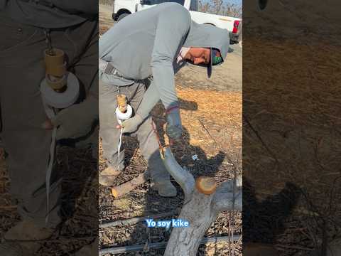 𝙄𝙣𝙟𝙚𝙧𝙩𝙤𝙨 𝙙𝙚 𝙚𝙨𝙩𝙖𝙘𝙖 𝙚𝙣 𝙙𝙪𝙧𝙖𝙯𝙣𝙤🍑 #injerto #farming #durazno #agricultura #california #agriculture