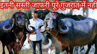 इतना सस्ती जाफराबादी भैंस पूरे गुजरात में नहीं मिलेगी#dairysolutionbysatish#dairyfarmidea#
