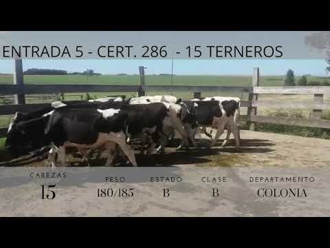Lote 15 Terneros Holando 180/185kg -  en KM 114 RUTA 1, 6 KM AL SUR