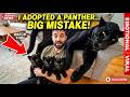 I Saved a Dying Black Panther Cub… Years Later, She Returned #BlackPanther #wildliferescue DEFAULT Thumbnail