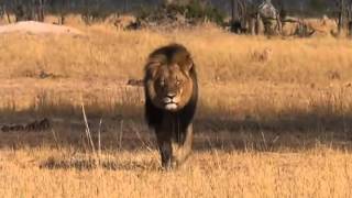 Após matar leão, dentista norte-americano é alvo de críticas na internet