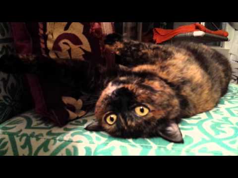 LORELEI (sweet, sweet girl), an adopted Tortoiseshell in San Pedro, CA_image-1