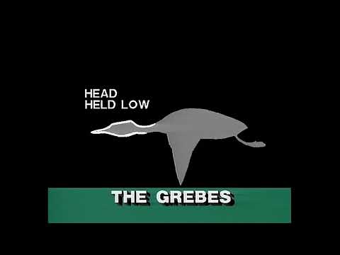 audubon video guide to birds of north america dvd 1