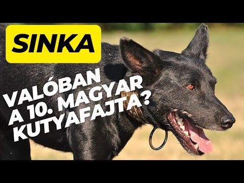 Igaz a hír?  Valóban 10. magyar fajta a sinka?