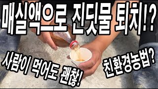 지긋지긋한 진딧물 매실 한 잔이면 박멸! 집에서 간단하게 만드는 진딧물 천연살충제!